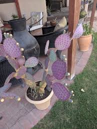 Opuntia santa rita own roots pot cm 10 cod 1363 succulent cactus store. This Beautiful Opuntia Santa Rita Cactus