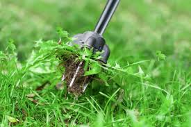 Maybe you would like to learn more about one of these? 8 Spring Tasks To Foster A Great Lawn