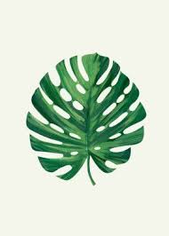 Monstera Leaf Poster Print By Tomasz Dabek Displate In 2020 Poster Prints Monstera Leaf Floral Poster