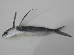 (zoologie) une des espèces de poissons osseux, des familles des exocétidés surtout, des dactyloptéridés et des pégasidés. Made In Togo Poisson Volant
