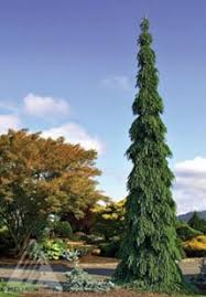 Make sure the stake is perfectly upright and is sturdy. Spruce Weeping Blue Milaegers