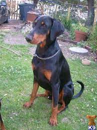 They make great companions, great with other breeds and other home pets. Dobermann Puppies Doberman Pinscher Puppy For Sale In The Uk Doberman Pinscher Puppy Doberman Doberman Pinscher Dog