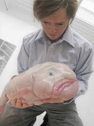 Pin On Weird Animals