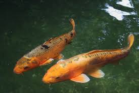 Maybe you would like to learn more about one of these? Which Koi Types Grow The Biggest Farming Aquaponics