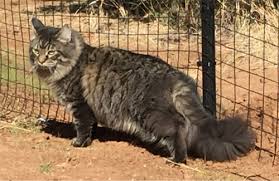 Maine coon cats are moderately active. Sweeney Farm Alpine Tx Maine Coon Cats And Kittens