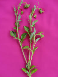 Image result for Crassocephalum crepidioides