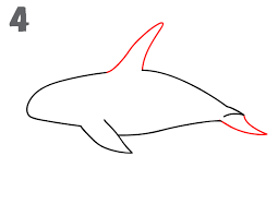 How To Draw A Killer Whale - Step-By-Step