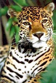 7 Amazing Birds And Animals Of The Tropical Rainforest Rainforest Animals Tropical Animals Jaguar Animal