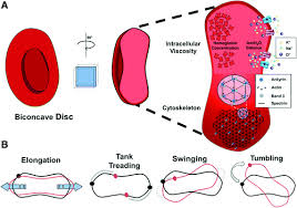 The mature human red blood cell is small, round, and biconcave. Red Blood Cell Function And Dysfunction Redox Regulation Nitric Oxide Metabolism Anemia Antioxidants Redox Signaling