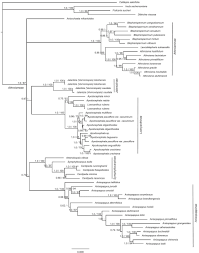 Image result for Athroisma gracile