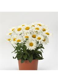 Image result for Leucanthemum