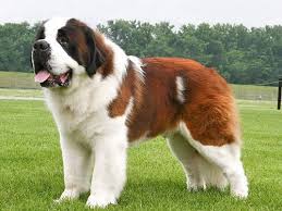 Saint Bernard Irki Dunyanin En Tatli Kopek Cinsidir Can My Mind Bu Kopegin Cinsini Matarali Kopek Diye Bulmustum Zargoryangalaksisi