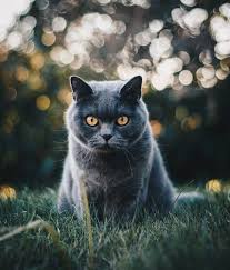 Check spelling or type a new query. 9 000 Best Cat Photos 100 Free Download Pexels Stock Photos