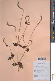 Image result for Cyathula polycephala