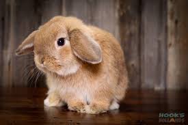 Hook's Hollands - Holland Lop Bucks - Ohio Holland Lops