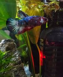 Fluval aquatics' new line of bug bites fish food debuted at global pet expo earlier this spring. Fluval Bug Bites Betta With Shrimp For Fish 1 09 Oz Petco