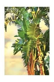 Bird Of Paradise Palm Tree Premium Giclee Print Bird Of Paradise Palm Ii By Melinda Bradshaw 24x16in Giclee Print Palm Paradise