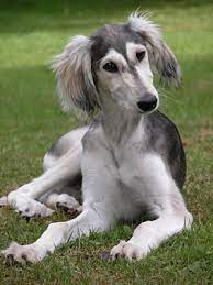 7 Saluki Ideas Saluki Saluki Dogs Sighthound