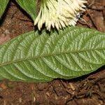 Image result for Rutidea