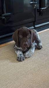 German Shorthaired Pointer Puppy 7 Weeks German Shorthaired Pointer Dog Pointer Puppies Gsp Puppies