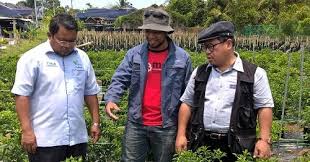 • tujuan penanaman secara fertigasi ialah untuk menggelakkan tanaman. Anim Agro Technology Usahawan B40 Cili Centil Di Muar