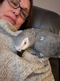 African Grey Parrot Care and Stories