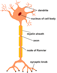Image result for nervous system diagram