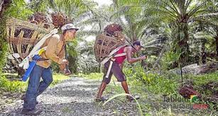 Ketika merumuskan landasan teologis tentang pertanian dalam islam, penulis artikel di atas menyuguhkan beberapa kutipan dari ayat alquran dan hadis. Kemerdekaan Bagi Petani Kemerdekaan Bagi Kita Semua 14 Mengapa Malaysia Bisa Lebih Maju