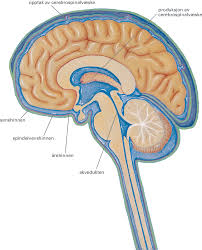 Cyste c (singular definite cysten, plural indefinite cyster). Hydrocephalus Store Medisinske Leksikon