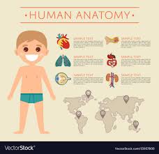 This is a timely subject to tackle as my son has been sickly for the past few days because of the changes in the weather. Cartoon Human Anatomy Human Body Organs
