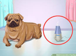 5 Ways To Live With A Pug Dog Wikihow