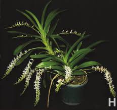 Image result for Cyrtorchis