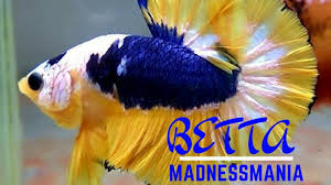 Top 10 Betta Fish Tanks Hmpk Ohm Plakkat Betta Koi Betta Galaxy Betta Bi Aquarium Fish Breeding Betta Fish Baby Betta Fish