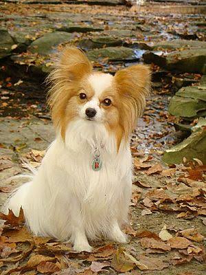 Papillon dog Facts for Kids