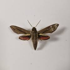 Image result for Hippotion celerio