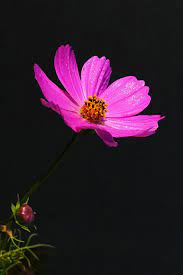 [Hình: images?q=tbn:ANd9GcSwBtJCq0tpMMHBPhZNjh0...Q&usqp=CAU]
