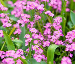 Simply add the color me pink ™ garden lime pellets to the soil around your plants, and enjoy the pink blooms! 34 Stunning Pink Perennial Flowers That Will Brighten Any Garden