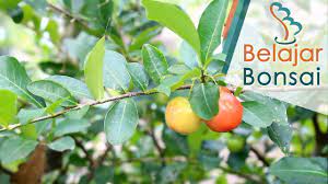 Ukuran panjangnya sekitar 8 cm dan lebarnya 3 cm, tetapi ukuran daunnya dapat bervariasi tergantung dari habitatnya. Bahan Bonsai Sianci Malpighia Emarginata Sedang Berbuah Youtube