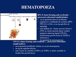 Normotsütaarne normokroomne (mcv norm, mch norm) rdw. Mecanisme Si Modalitati De Stabilire A Diagnosticului Ppt Katebasma