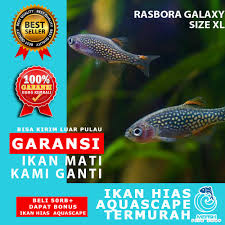 Melihat sesuatu yang menyegarkan tentunya menjadi salah satu hal yang bisa membuat pikiran dan tubuh. Ikan Hias Murah Aquascape Aquarium Air Tawar Laut Mefish Id Rasbora Galaxy Size Xl Shopee Indonesia