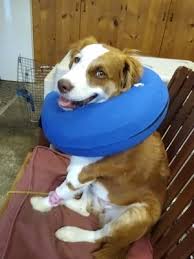 Bear creek blvd lakewood, co 80228 Pet Doctor 14 Photos 49 Reviews Veterinarians 11419 Bridgeport Way Sw Lakewood Wa Phone Number