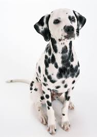 Image result for dalmatian