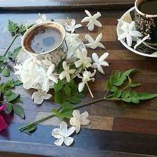 morning coffee with jasmine makes my day jasmine flower coffee time coffee is life