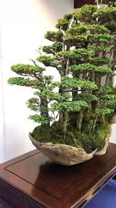 Wunderschone Bonsai Baume Die Auf Einem Moosigen Felsen Wachsen Auf Bonsaibaume Die Einem Felsen Moosigen Wach Miniaturgarten Bonsai Wald Bonsai Baum