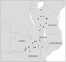 Image result for Combretum obovatum