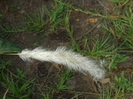 Image result for Imperata