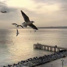 Florya Sahin Tepesi Fotografi Gonderen Yunus Emre Derya Istanbul Hayvanlar Fotograf