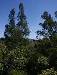 Image result for Necepsia castaneifolia