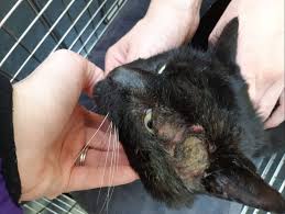 Nasal congestion, itchy nose, ear pain similar to pain caused by an ear infection, sneezing, chronic. Saving Augustus The Stray Cat With An Alarming Abscess Mayhew
