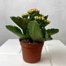 Image result for Kalanchoe rosalina